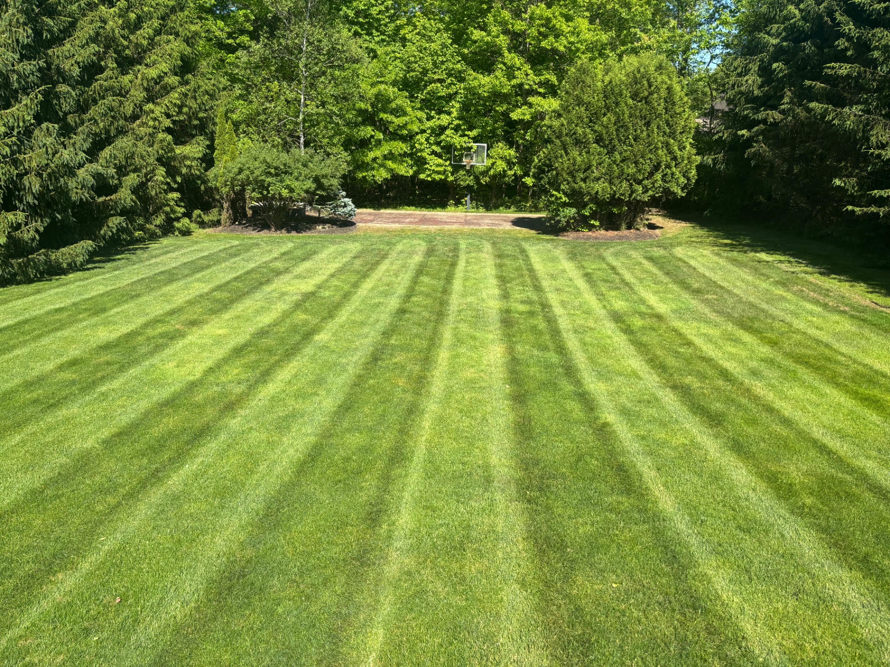 Freshly striped backyard lawn bordered by mature evergreens