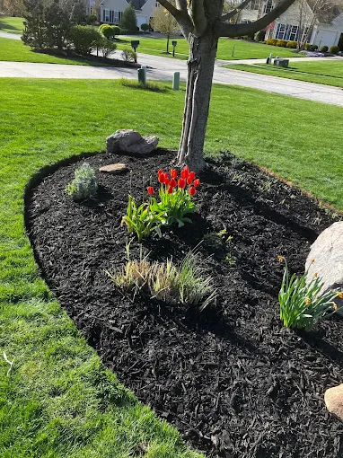 Tulip garden bed with fresh mulch