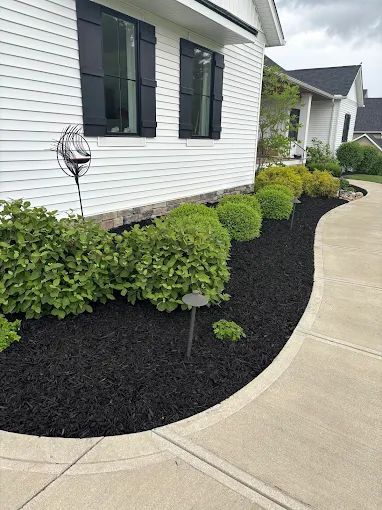 Shrub landscaping with black mulch along a home