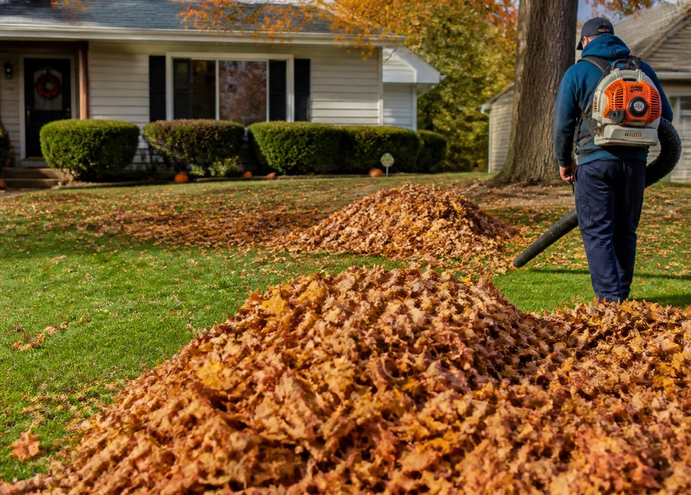 Leaves blown into large piles across a front lawn during a fall cleanup