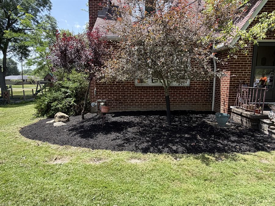 Front bed of a brick house cleared and covered in fresh black mulch