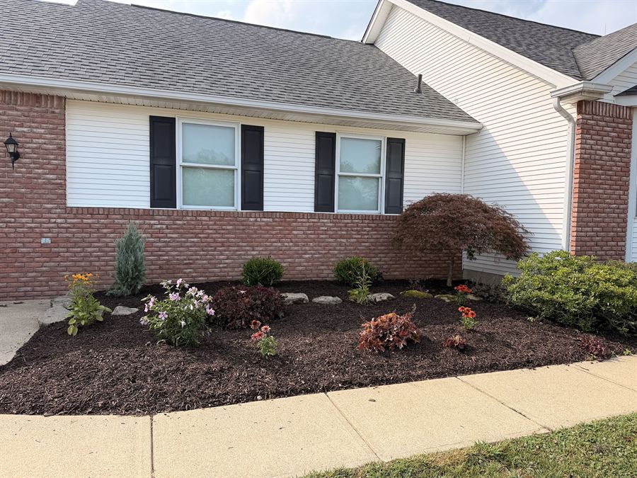 Long fresh mulch bed with shrubs and a red maple along the front of a house